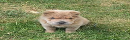 Shar Pei dogs for sale: Roman - Ad 3