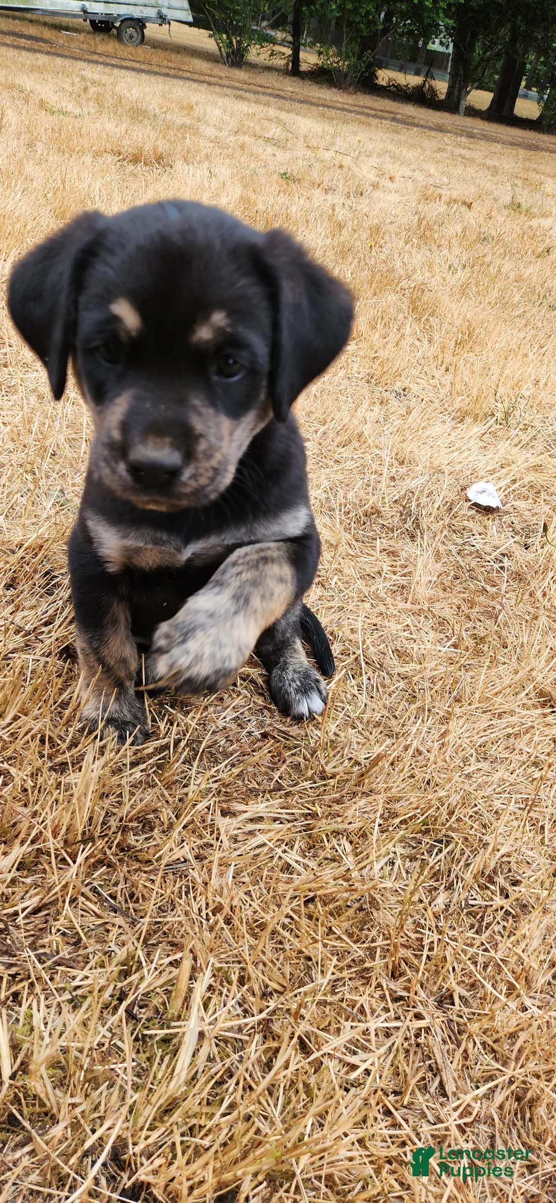 Labrador Retriever dogs for sale: Labrador Retriever 2 - Ad 1