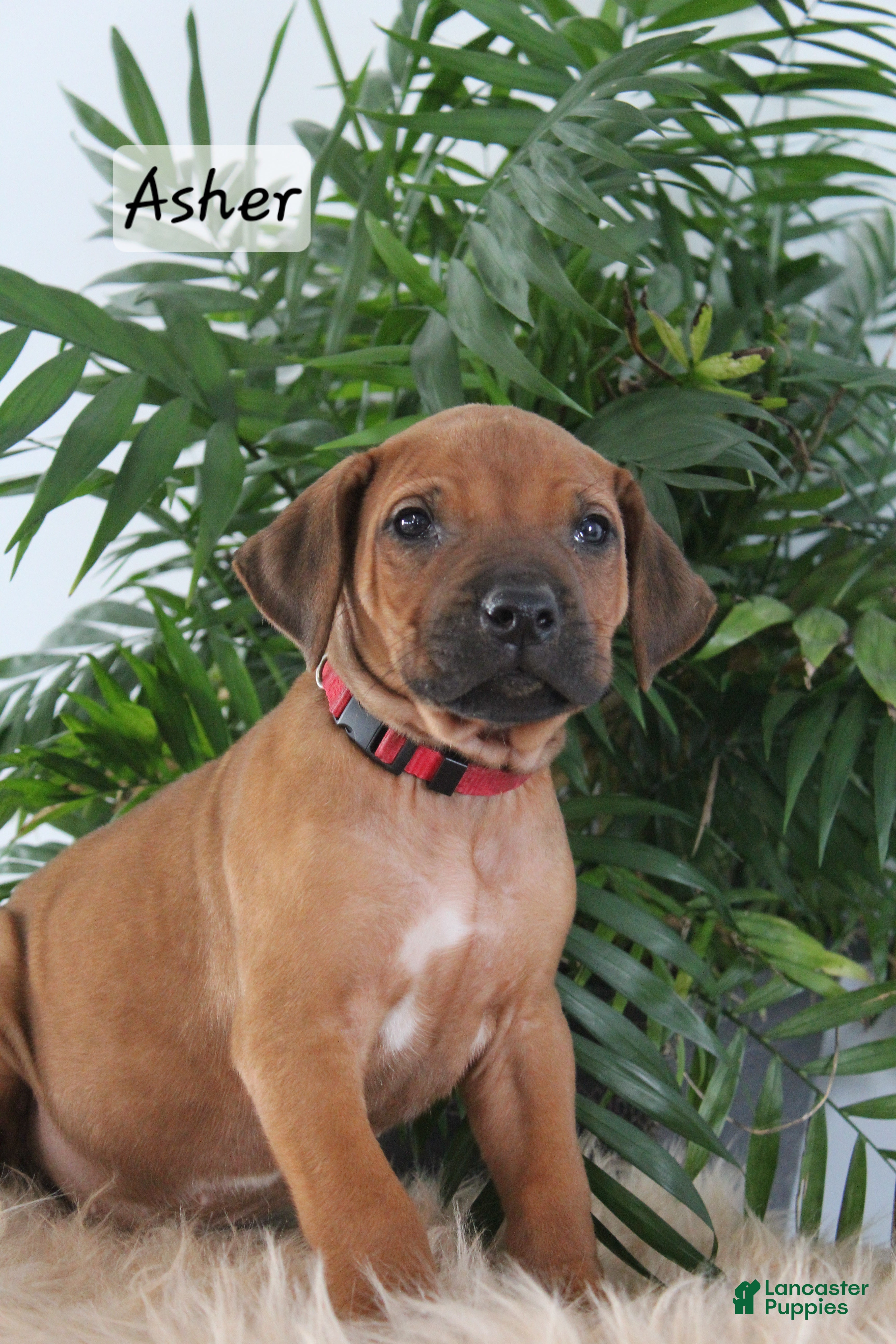 Rhodesian Ridgeback dogs Rhodesian Ridgeback Puppy 2 - Ad 13