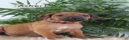 Rhodesian Ridgeback dogs for sale: Rhodesian Ridgeback Puppy 2 - Ad 4