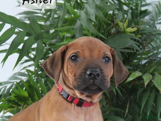 Rhodesian Ridgeback dogs Rhodesian Ridgeback Puppy 2 - Ad 18