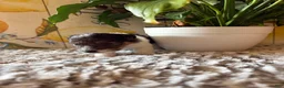 Wire Fox Terrier dogs for sale: Fru Fru  - Ad 3