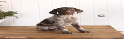 German Shorthaired Pointer dogs for sale: Liberty - Ad 1