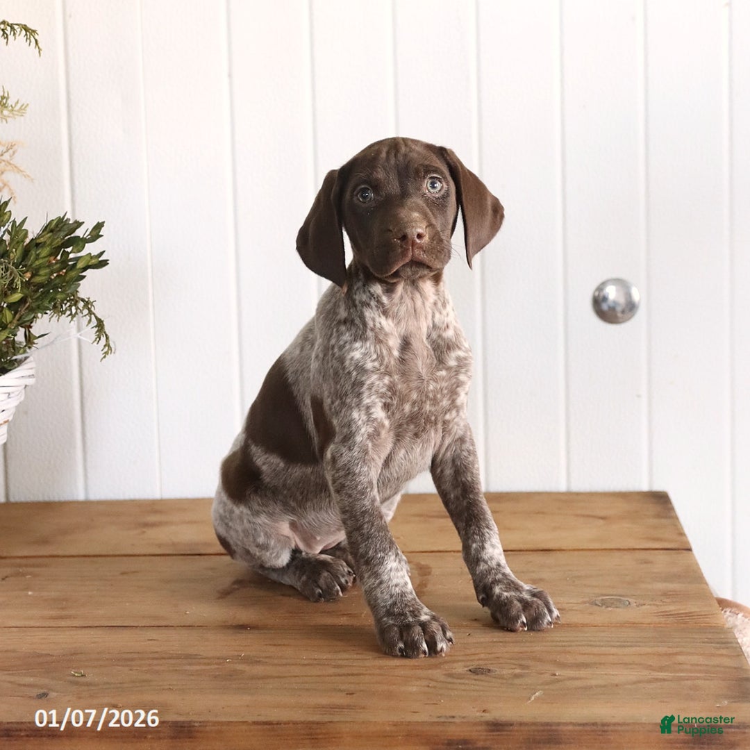 German Shorthaired Pointer dogs for sale: Liberty - Ad 1
