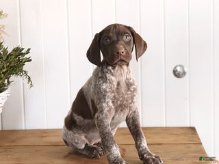 German Shorthaired Pointer dogs Liberty - Ad 13