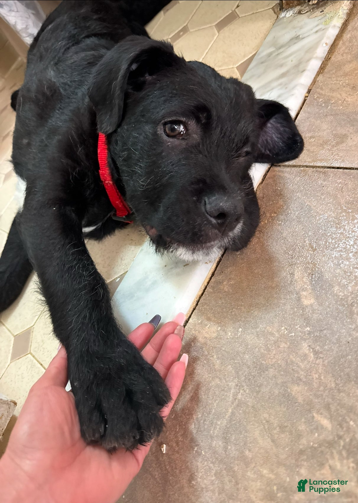 Mixed Breed dogs Red Collar - Ad 33