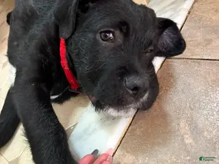 Mixed Breed dogs Red Collar - Ad 33