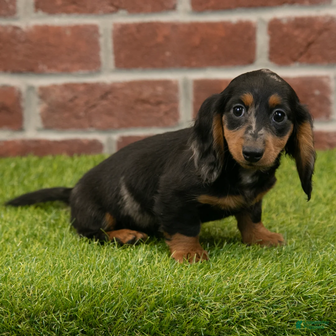 Miniature Dachshund dogs for sale: Becky - Ad 8