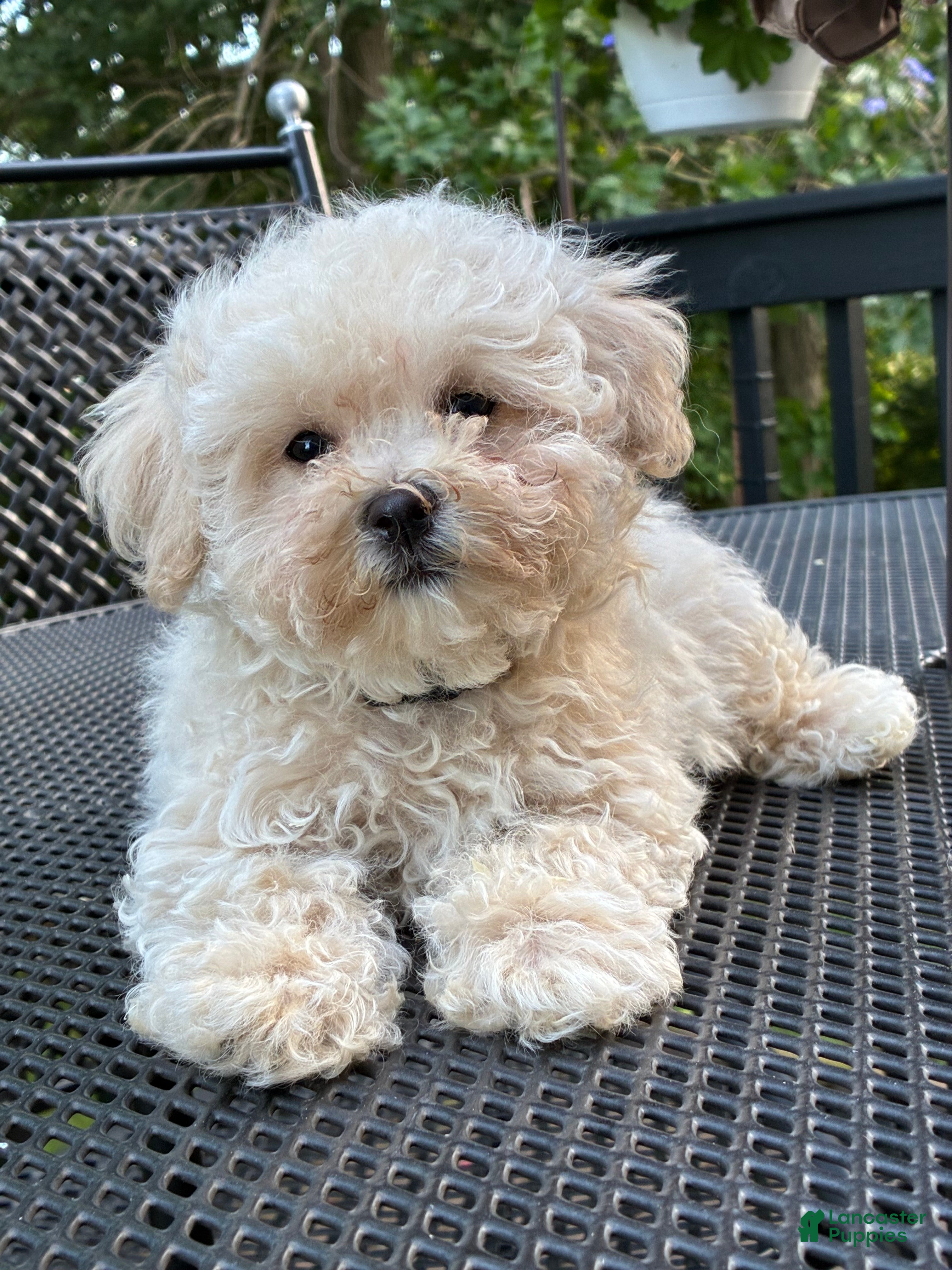 Maltipoo dogs Maltipoo Puppy 4 - Ad 1