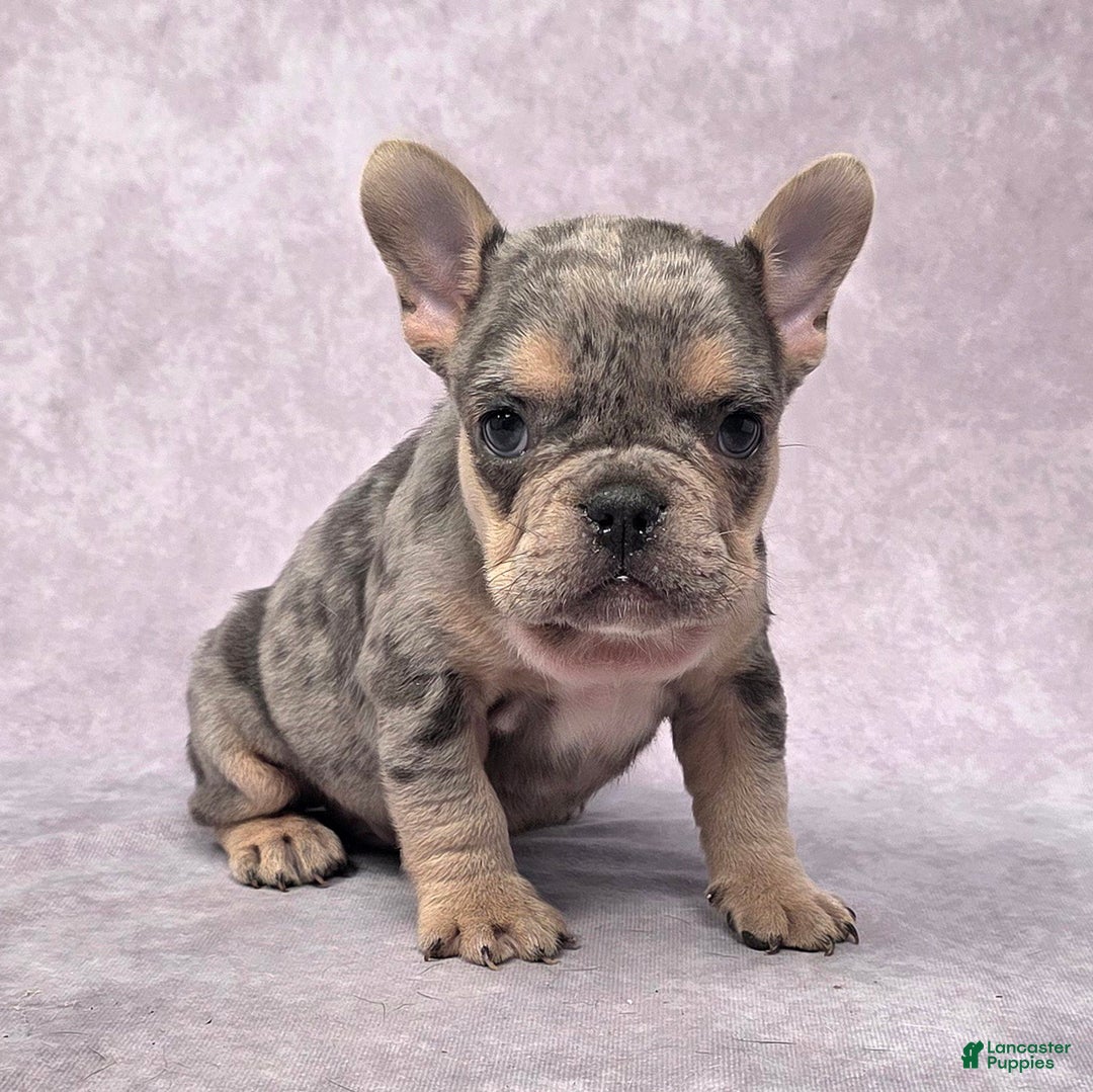 French Bulldog dogs for sale: Romeo - Ad 8