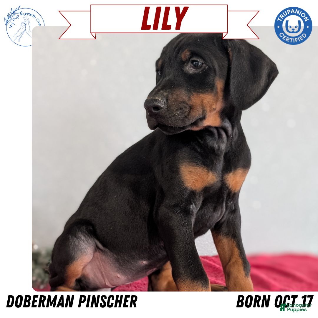 Doberman Pinscher dogs Lily - Ad 2