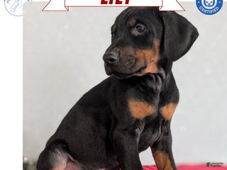 Doberman Pinscher dogs Lily - Ad 3