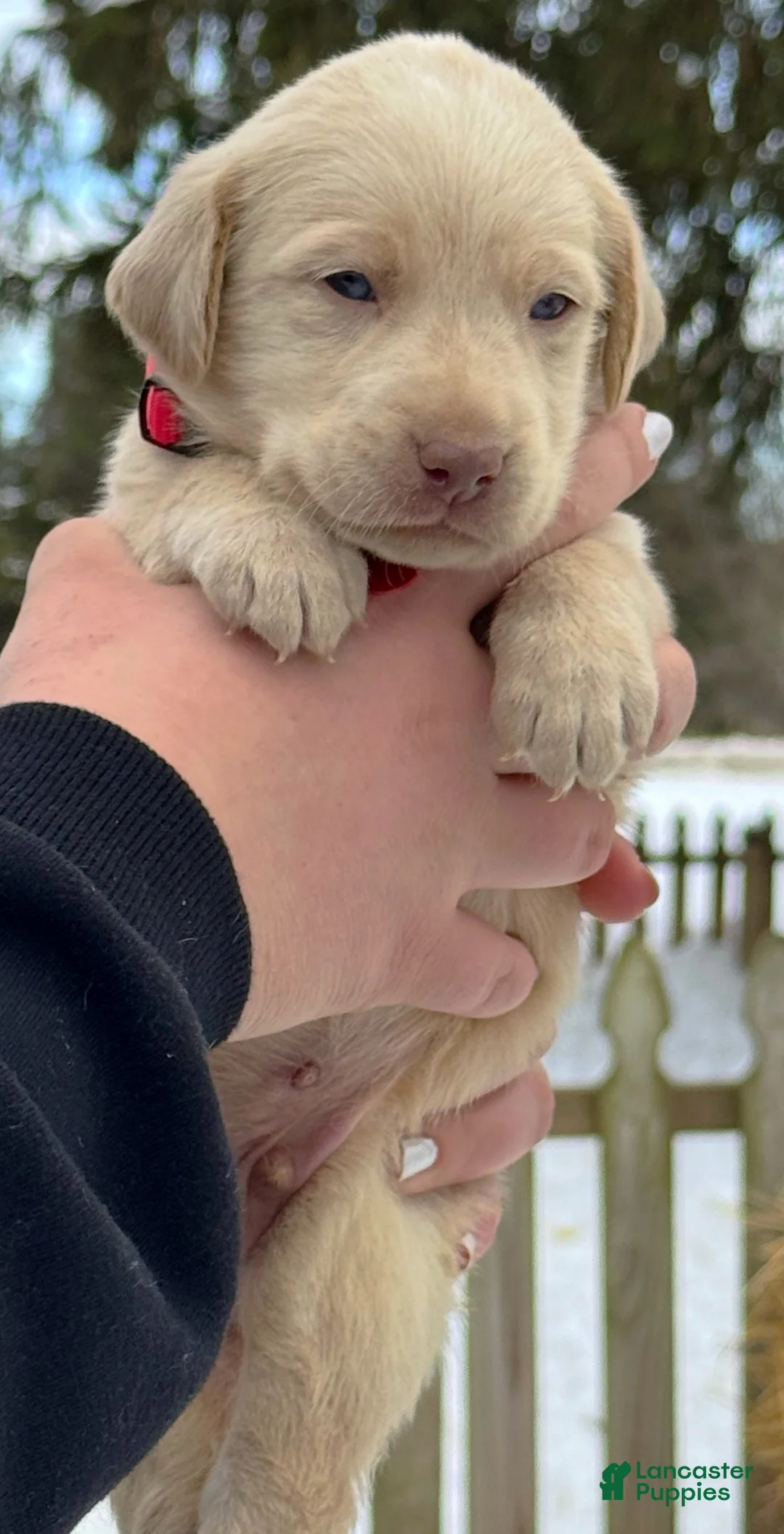 Labrador Retriever dogs for sale: Labrador Retriever Puppy 1 - Ad 18