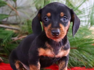 Miniature Dachshund dogs Toby - Ad 3