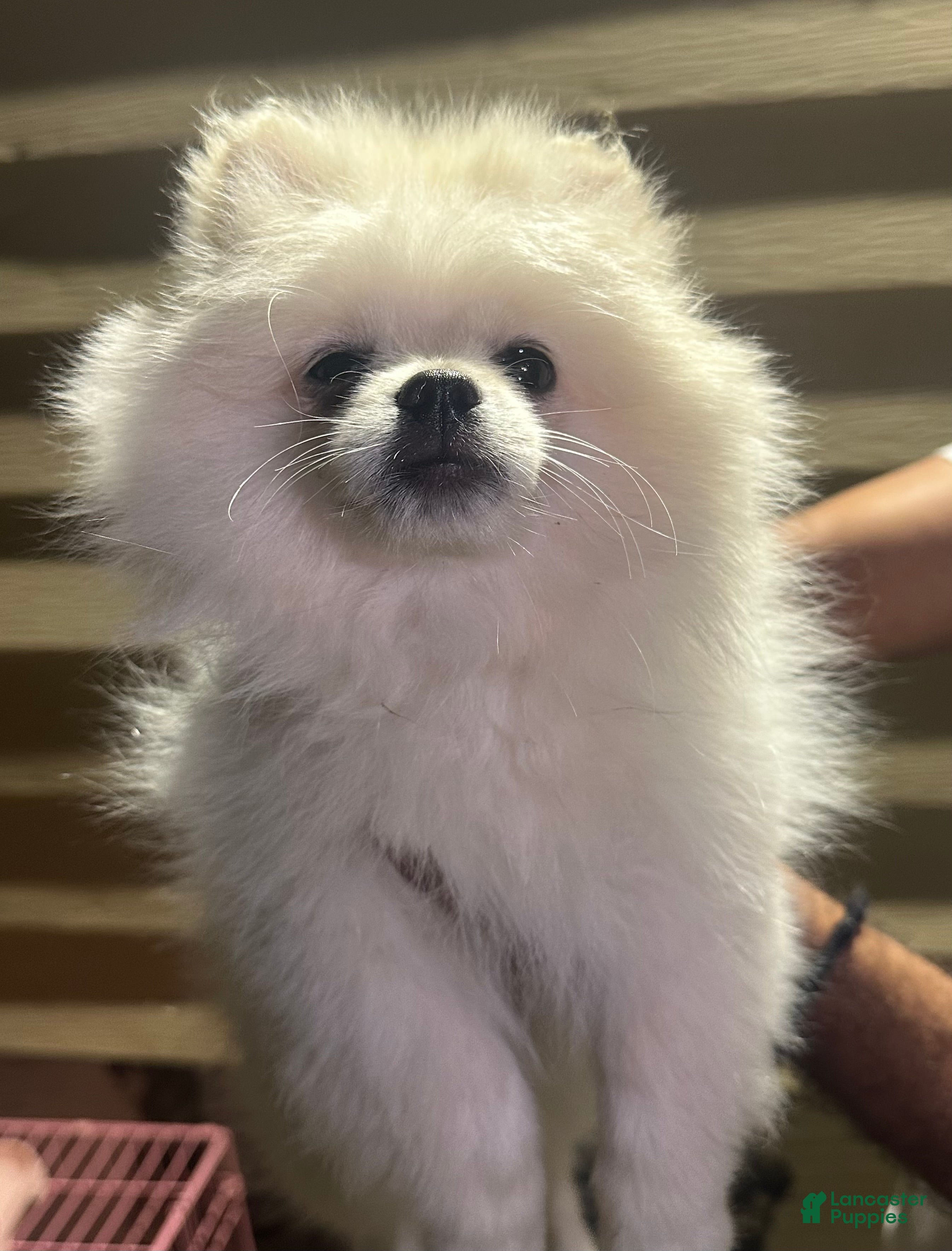 Pomeranian dogs White male Pomeranian  - Ad 2