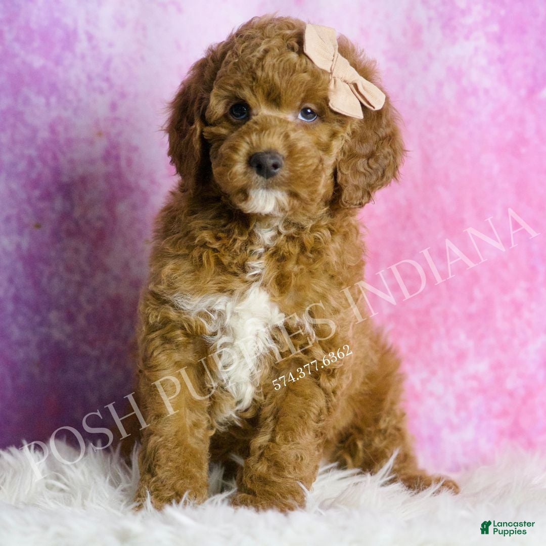 Mini Goldendoodle dogs Chadwick - Ad 39