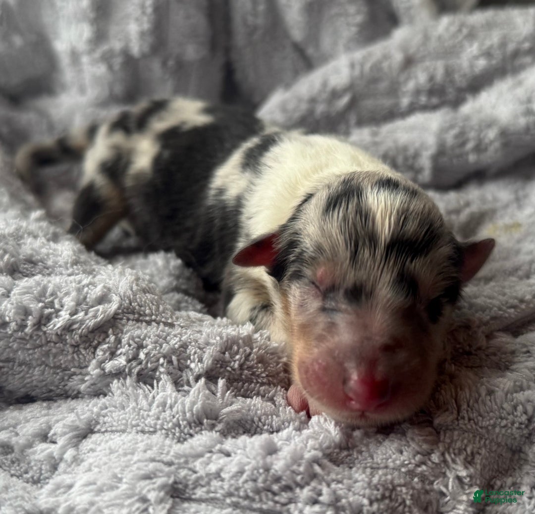 Collie dogs for sale: Louie - Ad 6