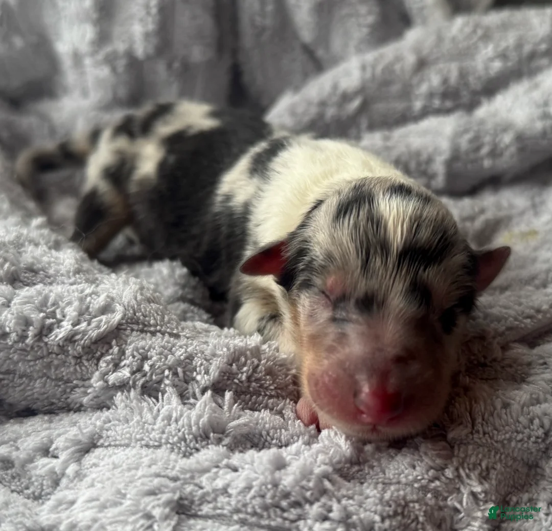 Collie dogs for sale: Louie - Ad 6