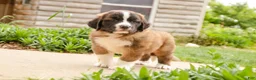 Saint Bernard dogs for sale: Wrenly - Ad 9