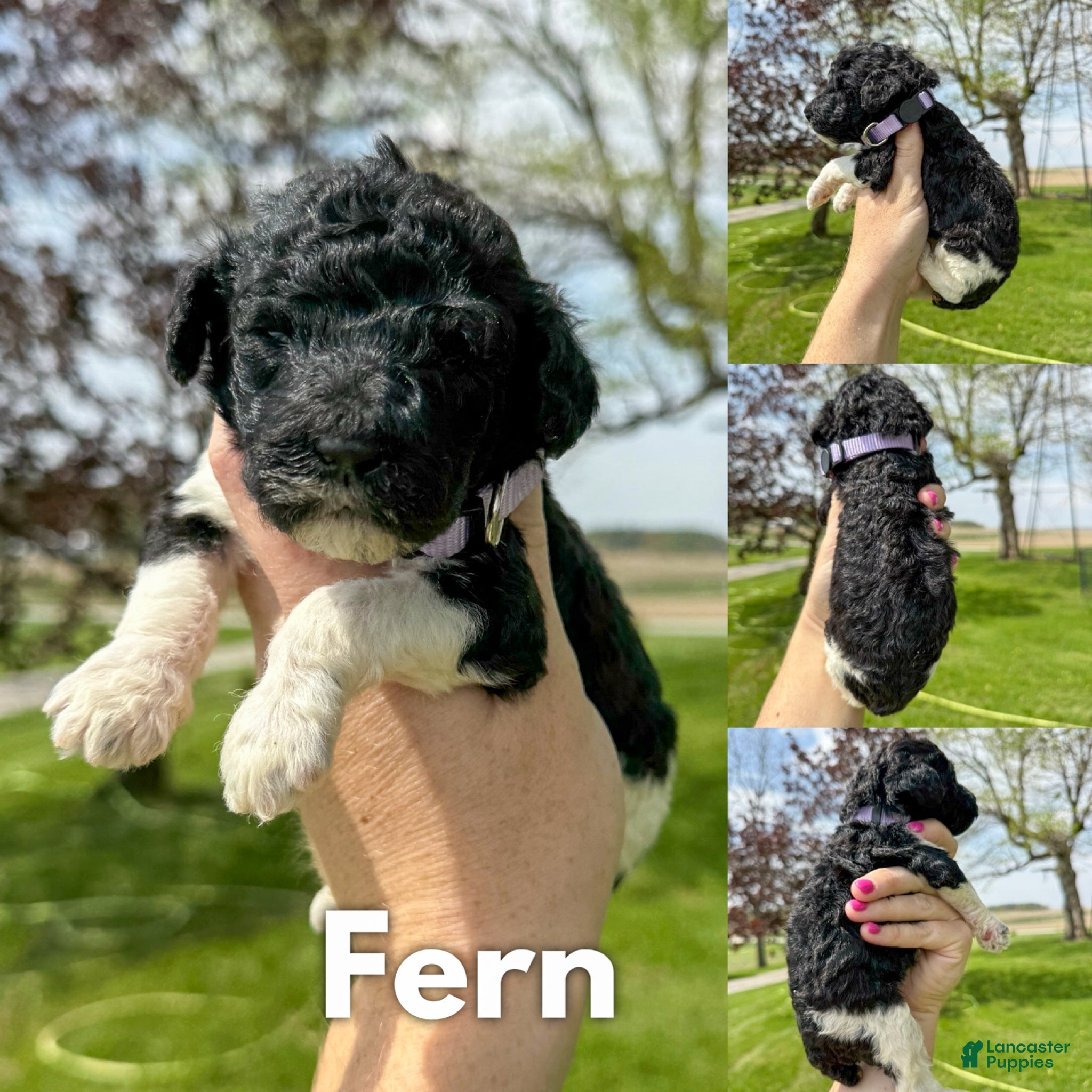 Standard Poodle dogs Fern - AKC - Ad 34