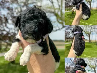 Standard Poodle dogs Fern - AKC - Ad 40
