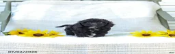 Cavapoo dogs for sale: Kenny - Ad 7