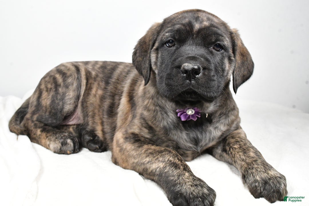 English Mastiff dogs for sale: Sweetie - Ad 2