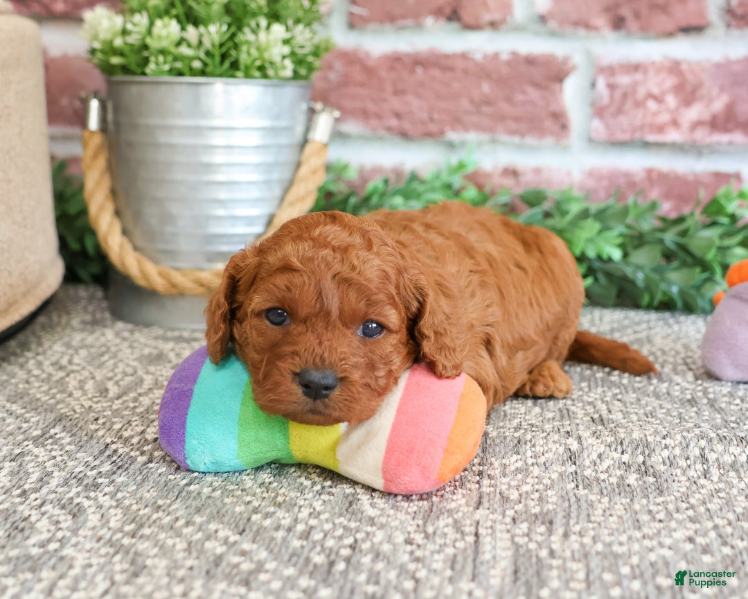 Cavapoo dogs for sale: Beauty  - Ad 10
