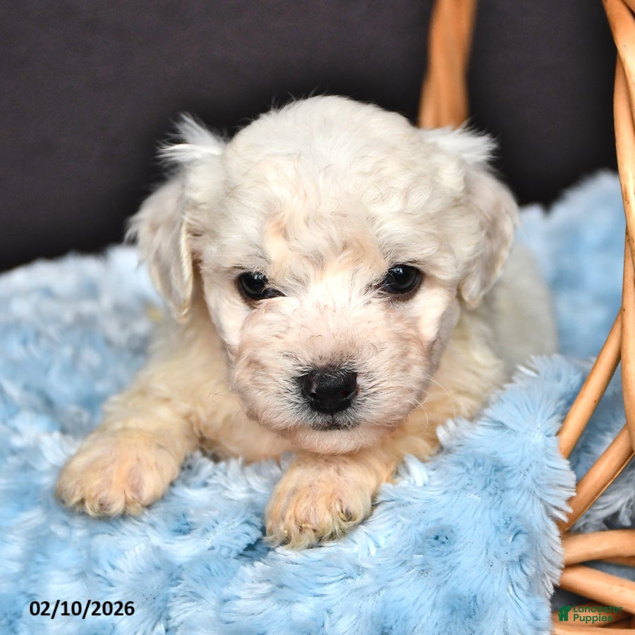 Bichon Frise dogs Leo - Ad 6