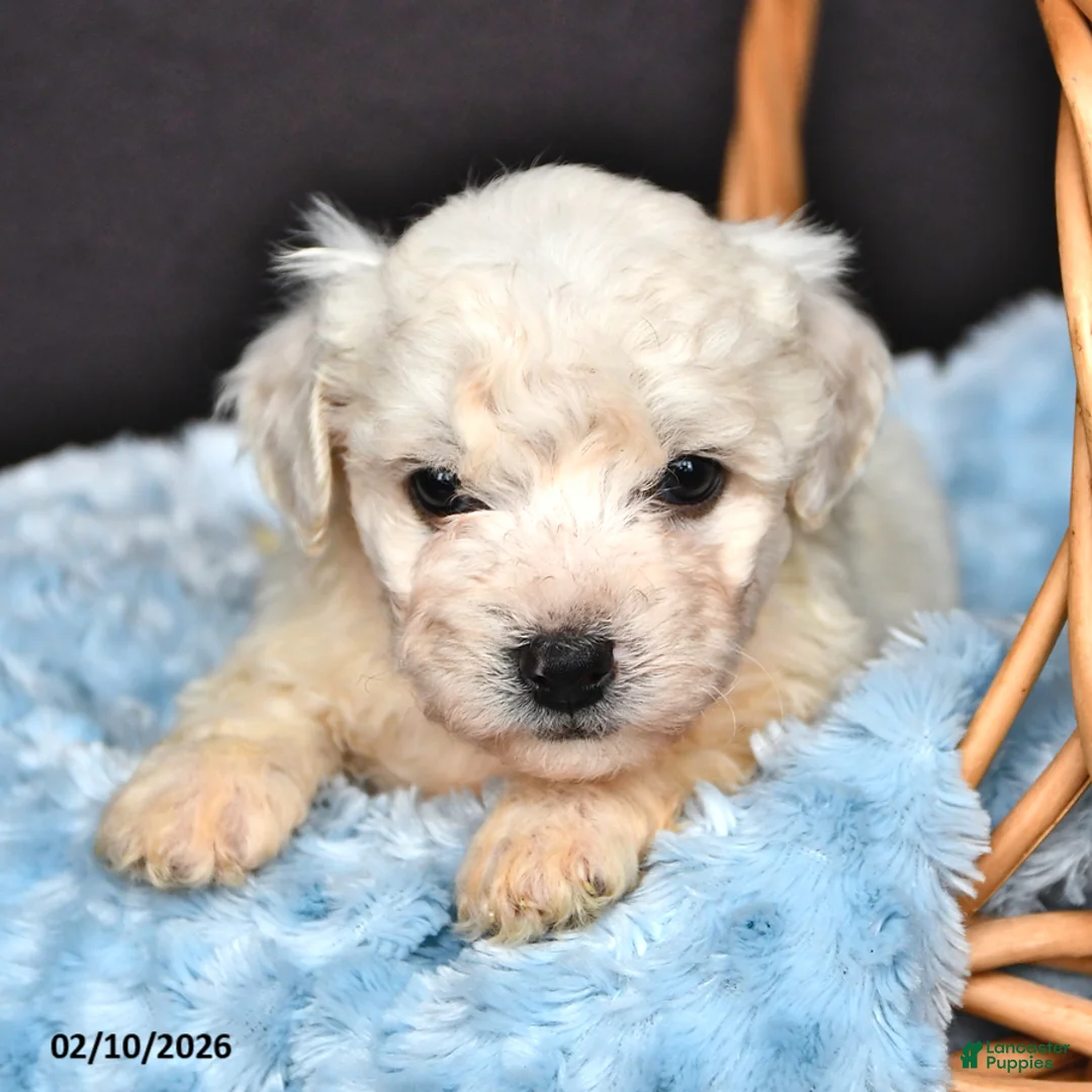 Bichon Frise dogs for sale: Leo - Ad 1