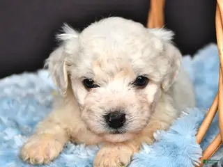 Bichon Frise dogs Leo - Ad 6