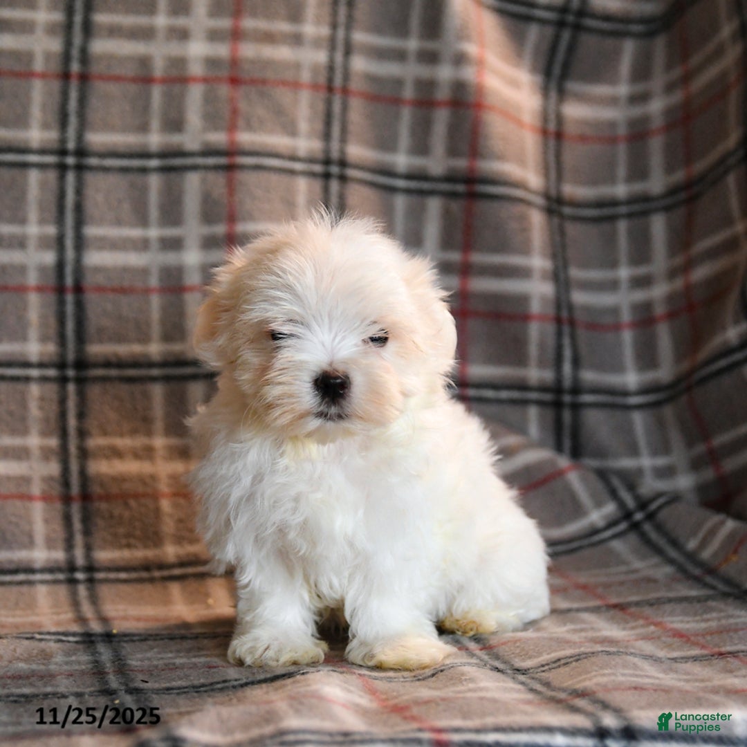Maltese dogs for sale: Rocket - Ad 5