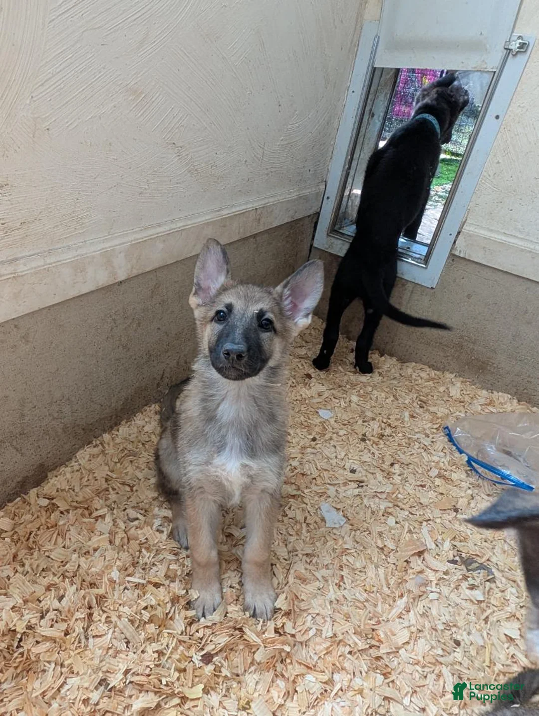 German Shepherd dogs for sale: Oksana - Ad 2