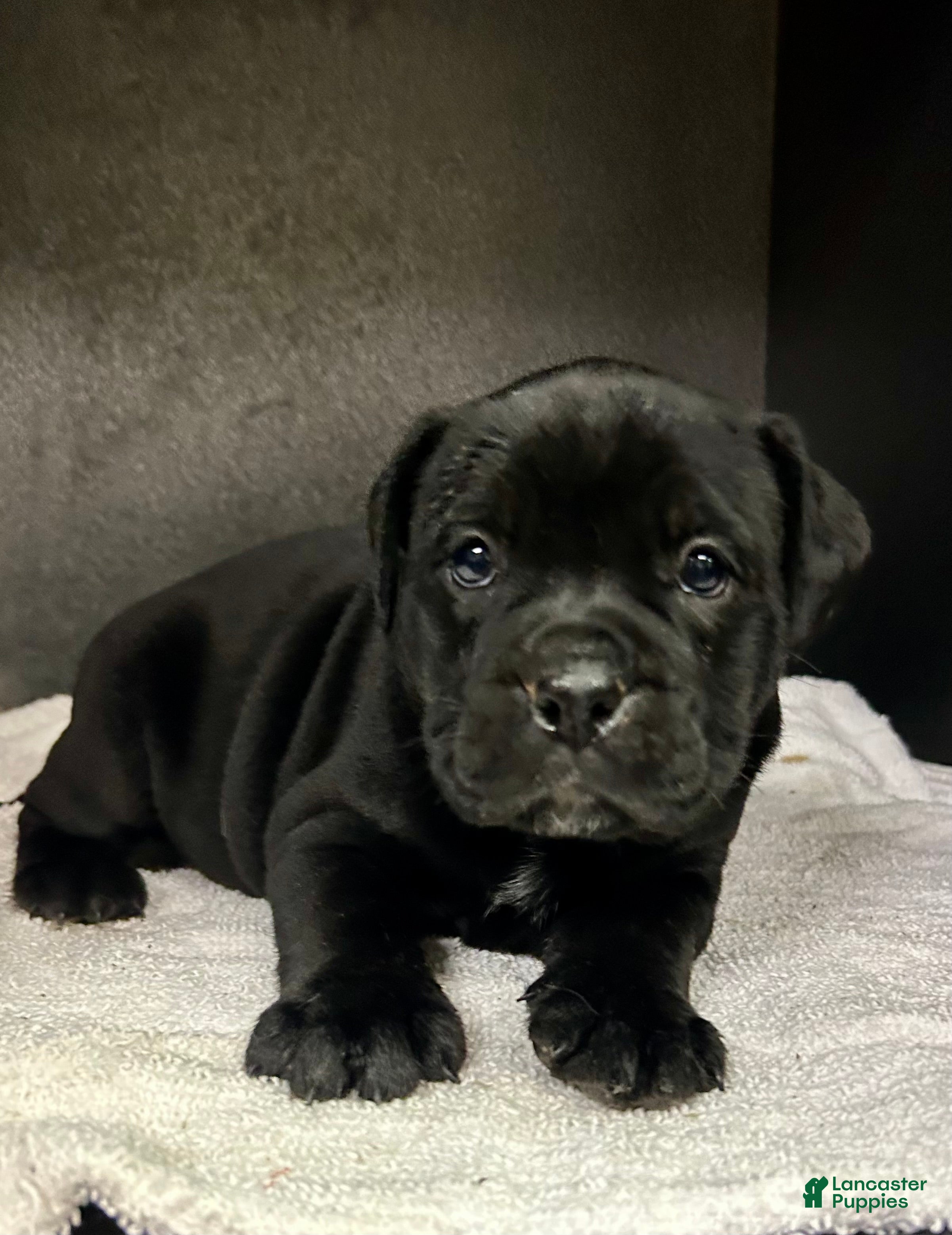 Mixed Breed dogs Ben - Ad 2