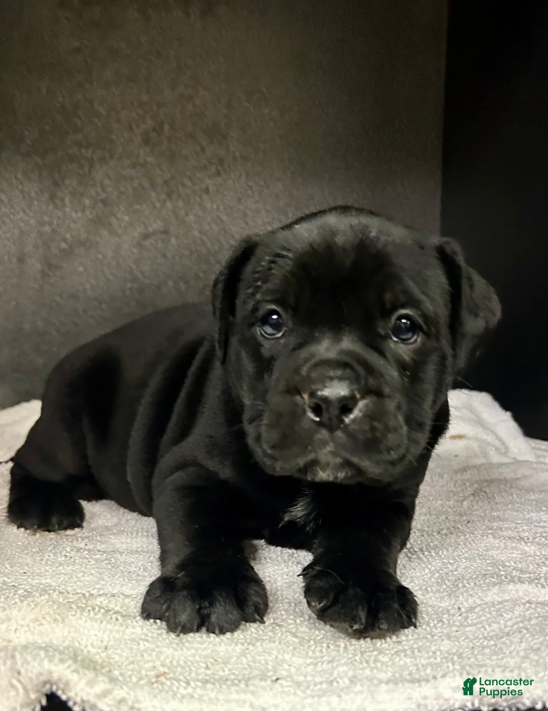 Mixed Breed dogs for sale: Ben - Ad 2