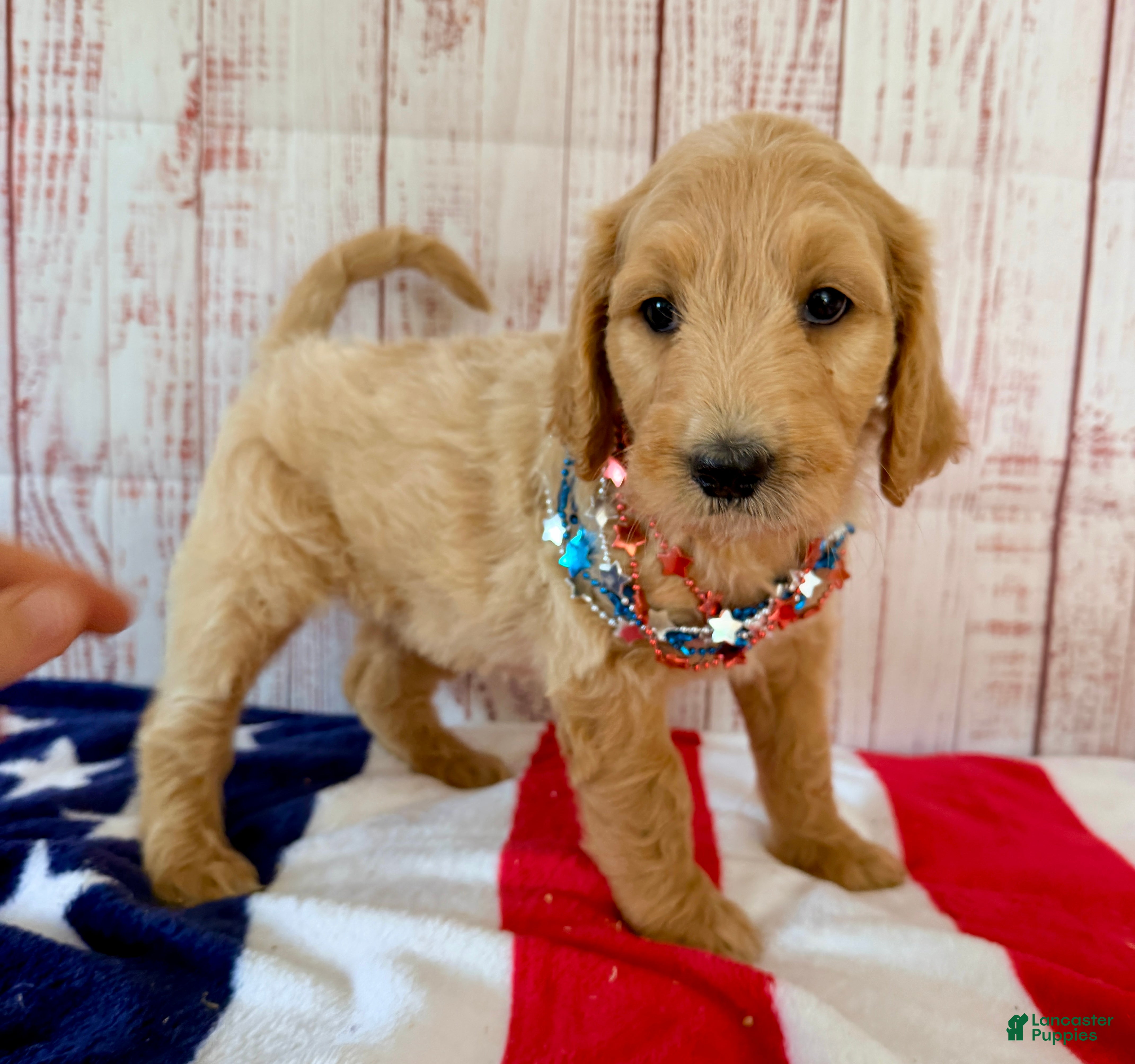 Goldendoodle dogs Skye - Ad 2