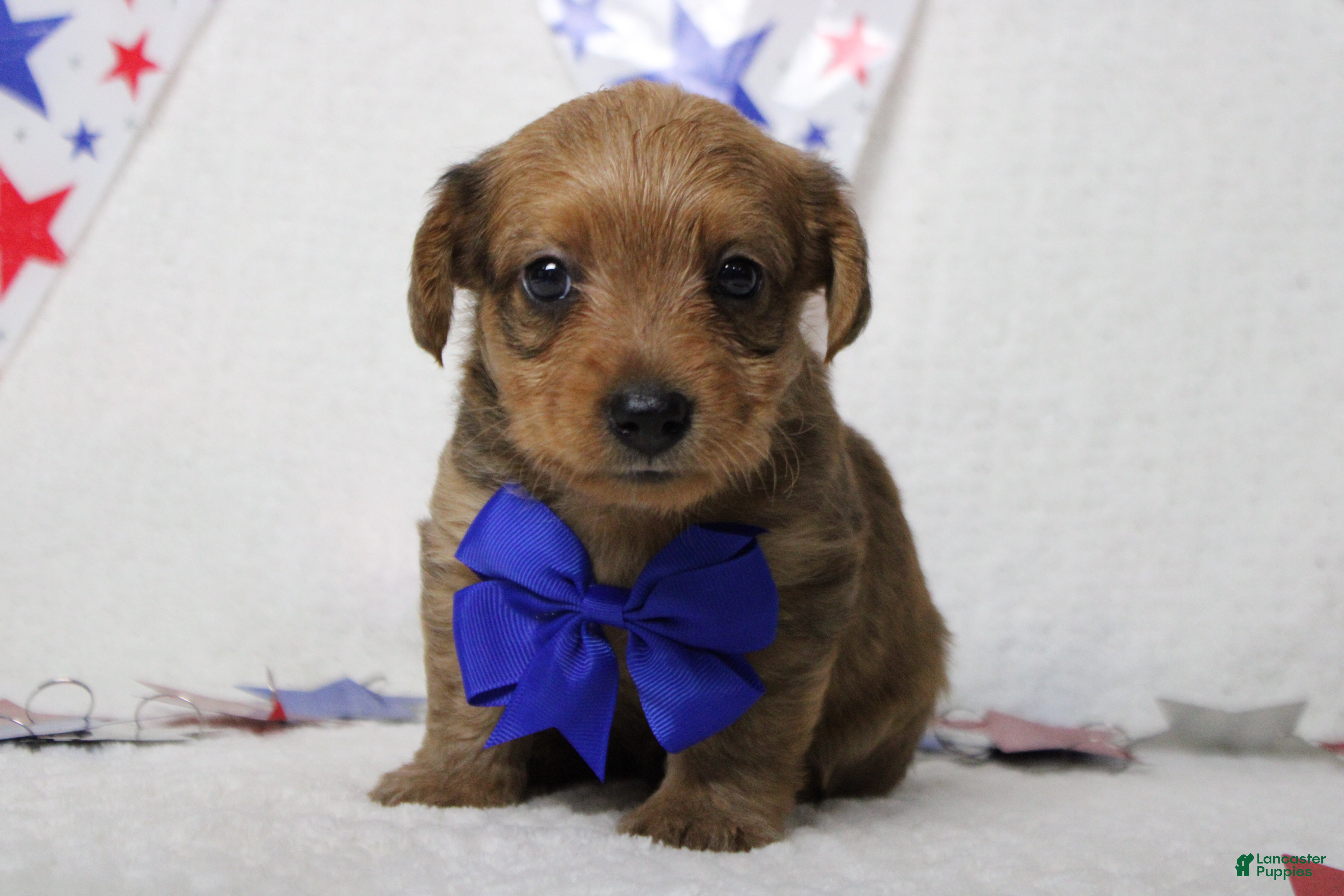 Yorkiepoo dogs Jacque  - Ad 5