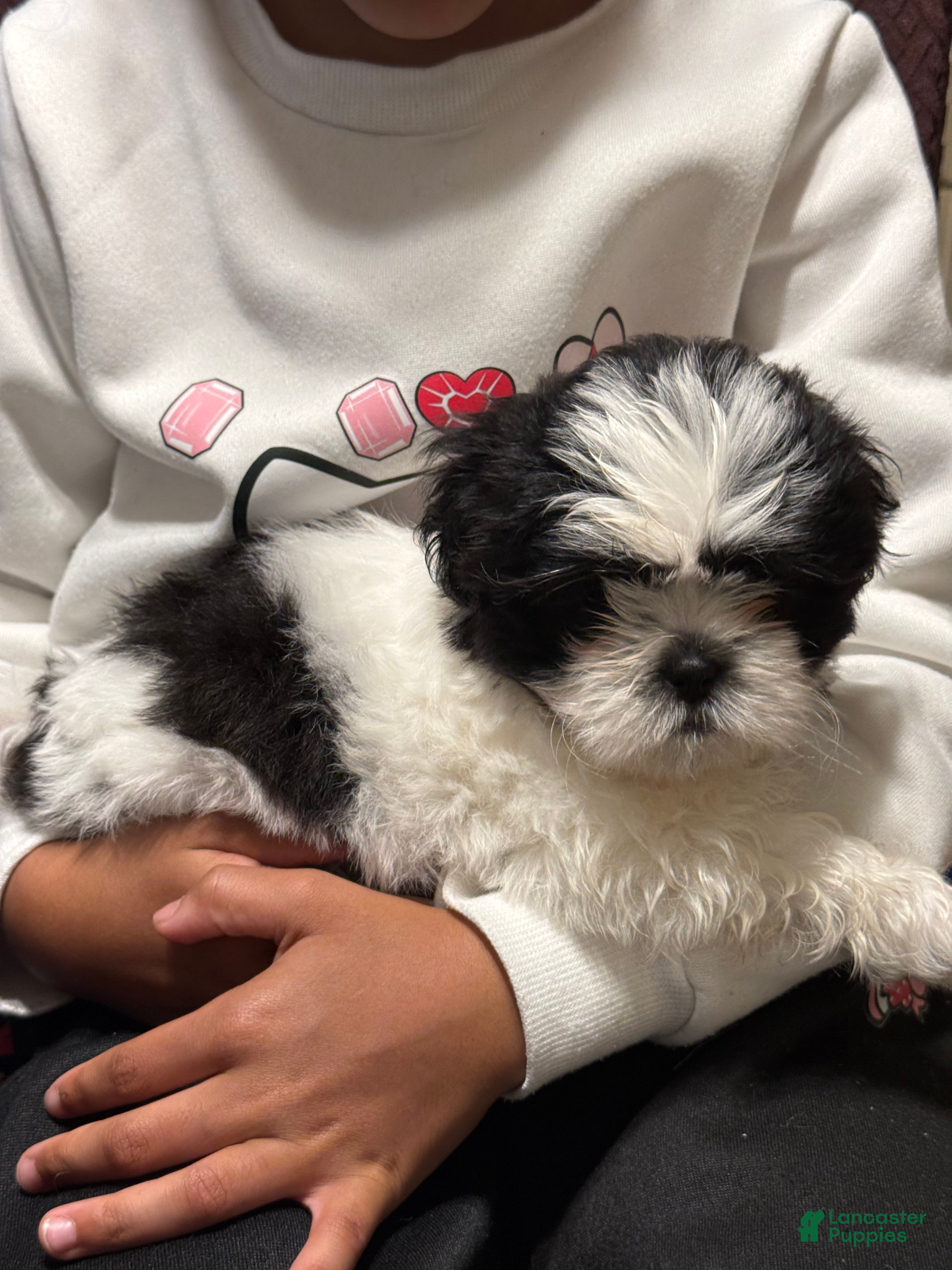 Shih Tzu dogs Shih Tzu Puppy 1 - Ad 2