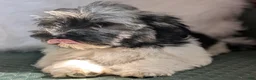 Havanese dogs for sale: Dulce - Ad 7