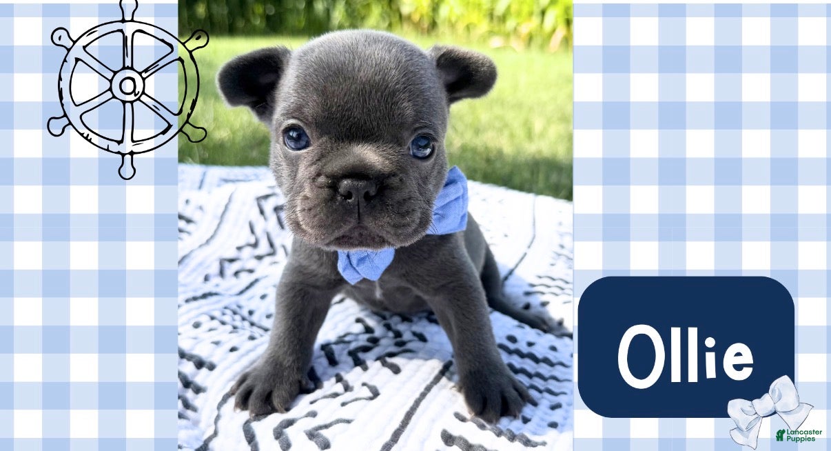 French Bulldog dogs French Bulldog 4 - Ad 32