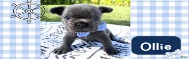 French Bulldog 4