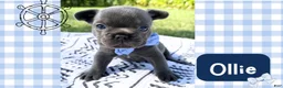 French Bulldog dogs for sale: French Bulldog 4 - Ad 1