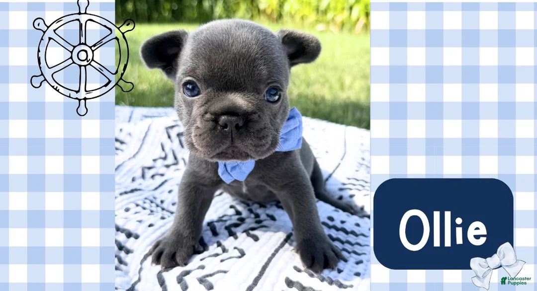 French Bulldog dogs for sale: French Bulldog 4 - Ad 1