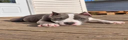 American Bully dogs for sale: 9x Kennels Marilyn Monroe  - Ad 11