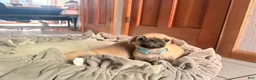 Pug dogs for sale: Haven - Ad 1