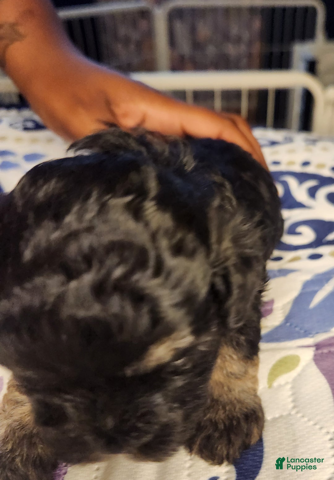 Shihpoo dogs for sale: Shihpoo Puppy 3 - Ad 3