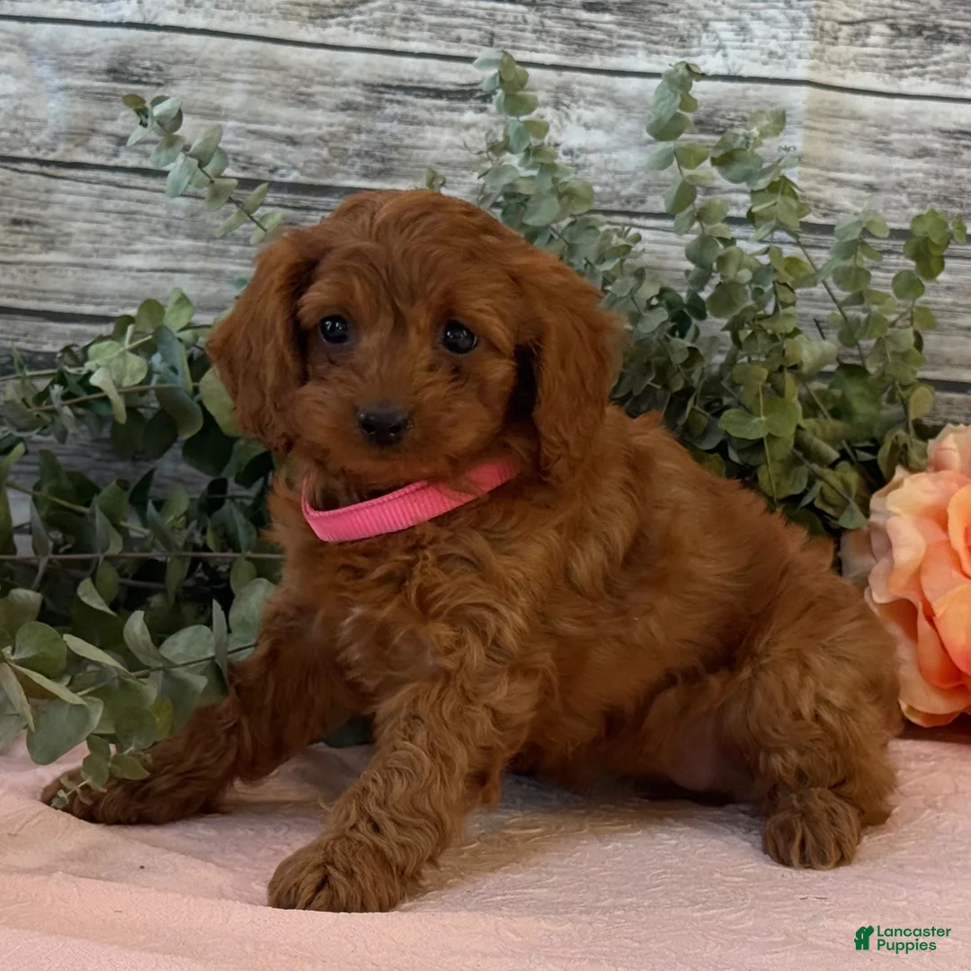 Cavapoo dogs for sale: Eden - Ad 2
