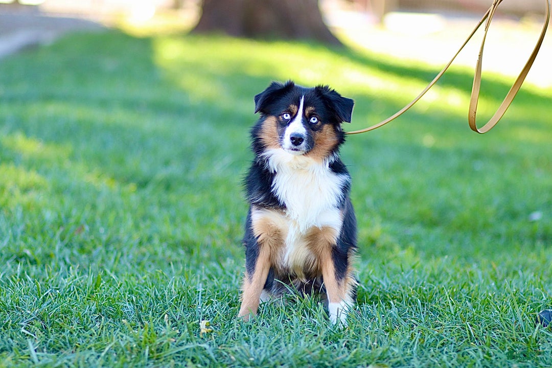 Miniature Australian Shepherd dogs for sale: Gerald - Ad 11