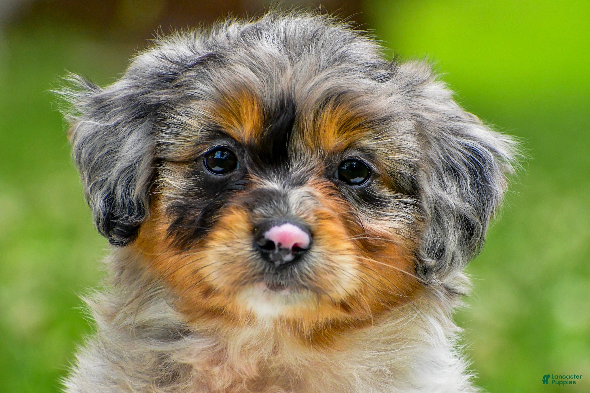 Mini Aussiedoodle dogs Gracie - Ad 2