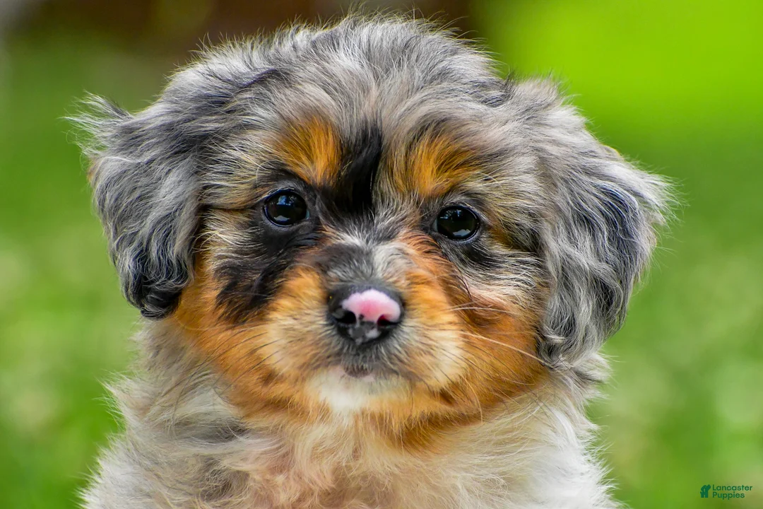 Mini Aussiedoodle dogs for sale: Gracie - Ad 2